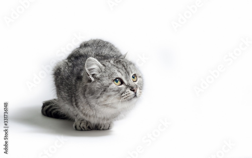 gray tabby cat lurking on a white background photo