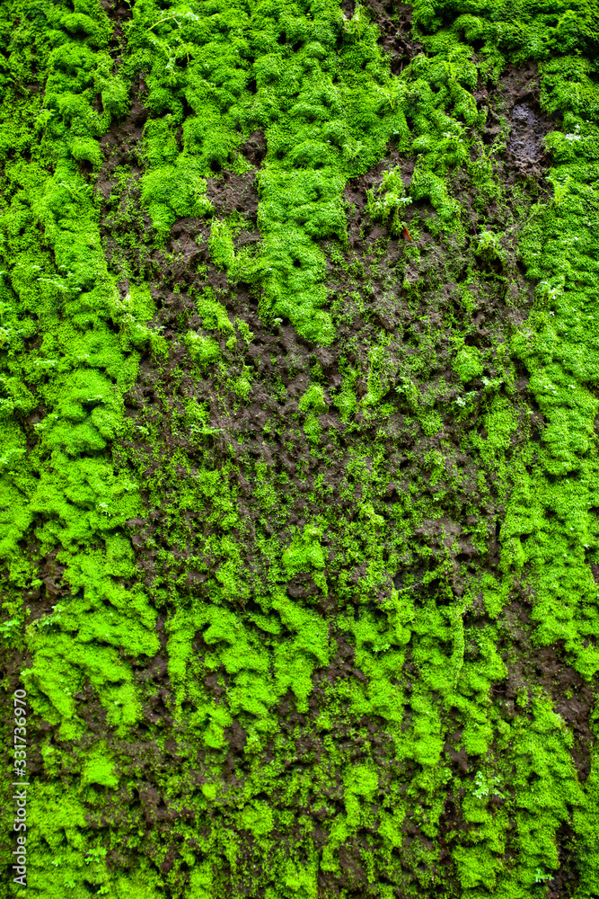 Green moss on a stone wall as a background