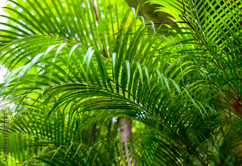 A large branch of a palm leaf © schankz
