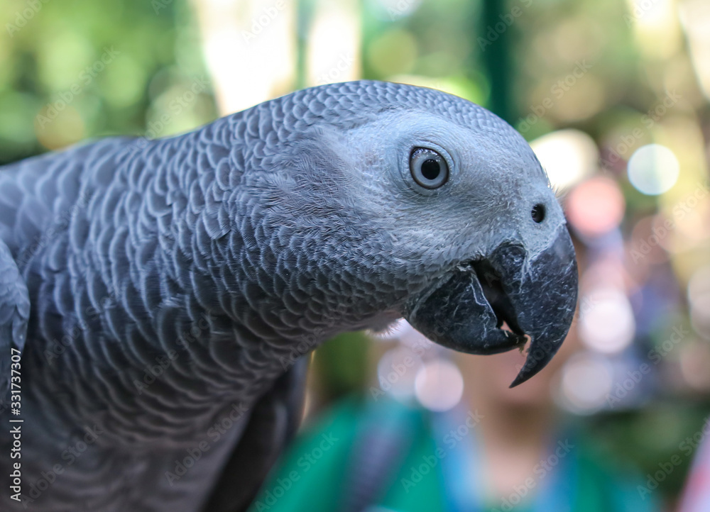 Fototapeta premium Portrait of a parrot in the park