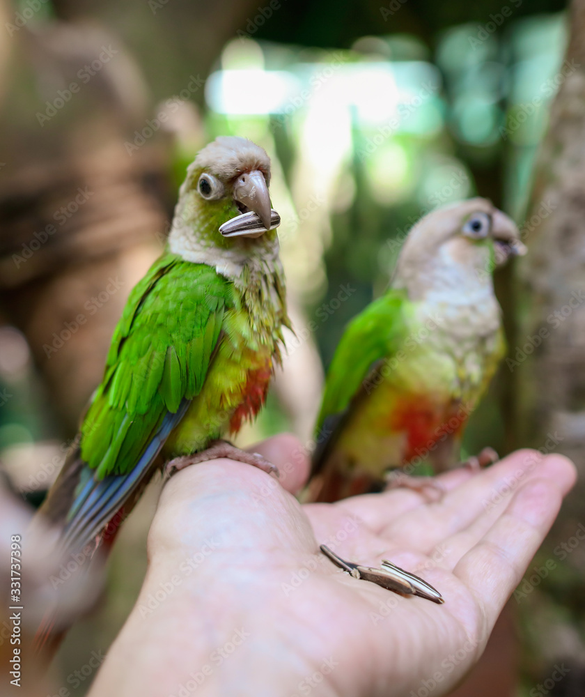 Two parrots eat sunflower seeds from the hands of a man in the park.