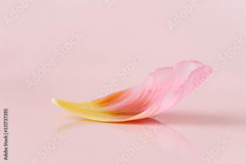 Pink tulip petal close-up on a pink background. #331737385