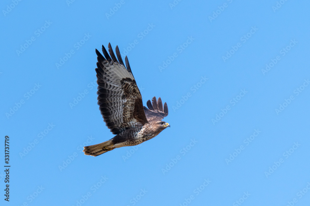 Fototapeta premium Flying buzzard with spread wings against blue sky