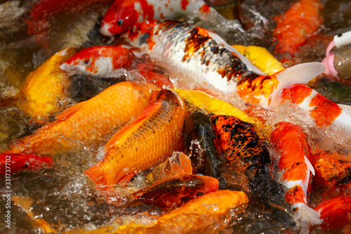 Multi-colored carps fish swim on the surface of the water