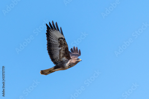 Flying buzzard with spread wings against blue sky