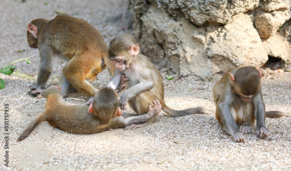 Monkeys are playing in the park. Monkeys are playing in the park.