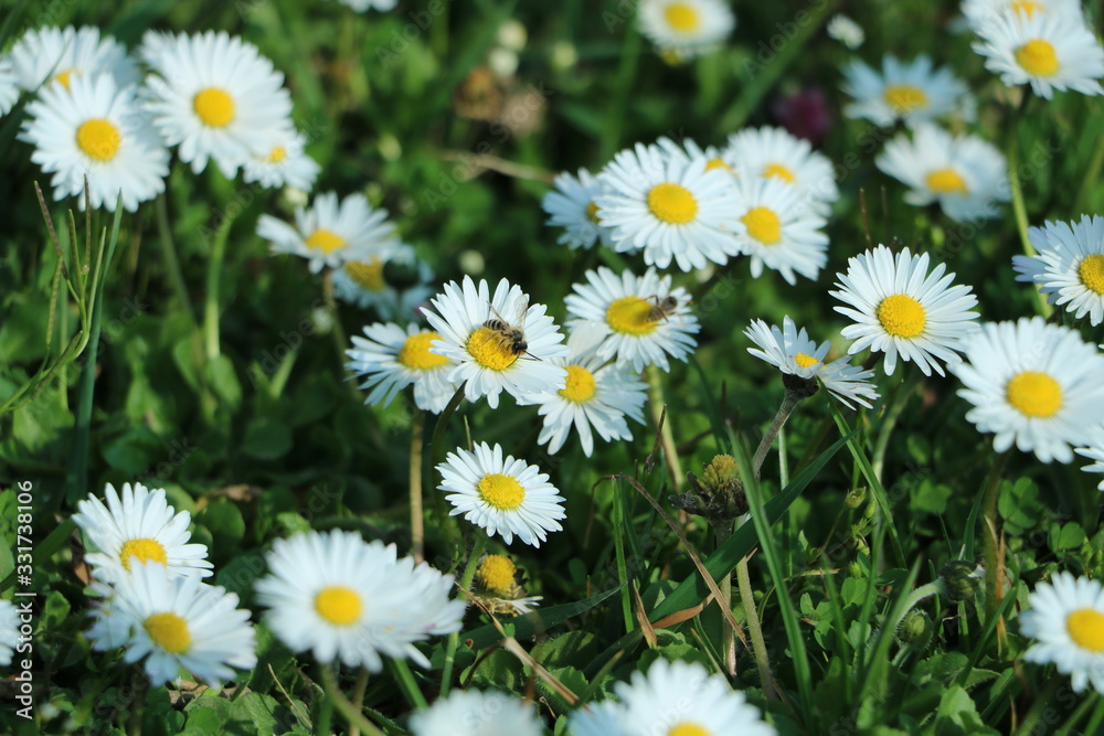 weiße Blumen und Gänseblümchen im Garten weiße Blumen und Gänseblümchen im Garten