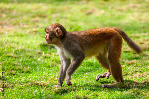 Portrait of a monkey in the park