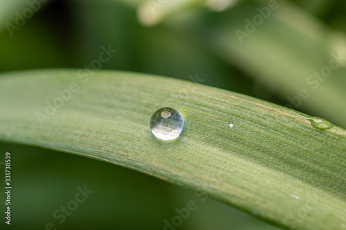 Water drop on the leaf position 