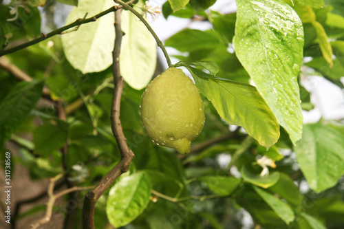 Lemons on the branches of a citrus tree in the garden.