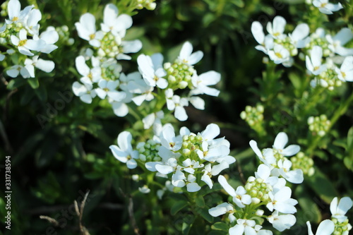 weiße Blumen und Gänseblümchen im Garten © Zehra
