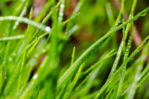 beautiful spring plants in dew