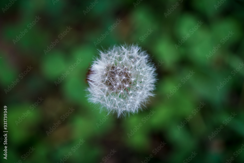 fluffy white dandelion flower plant fluffy white dandelion flower plant
