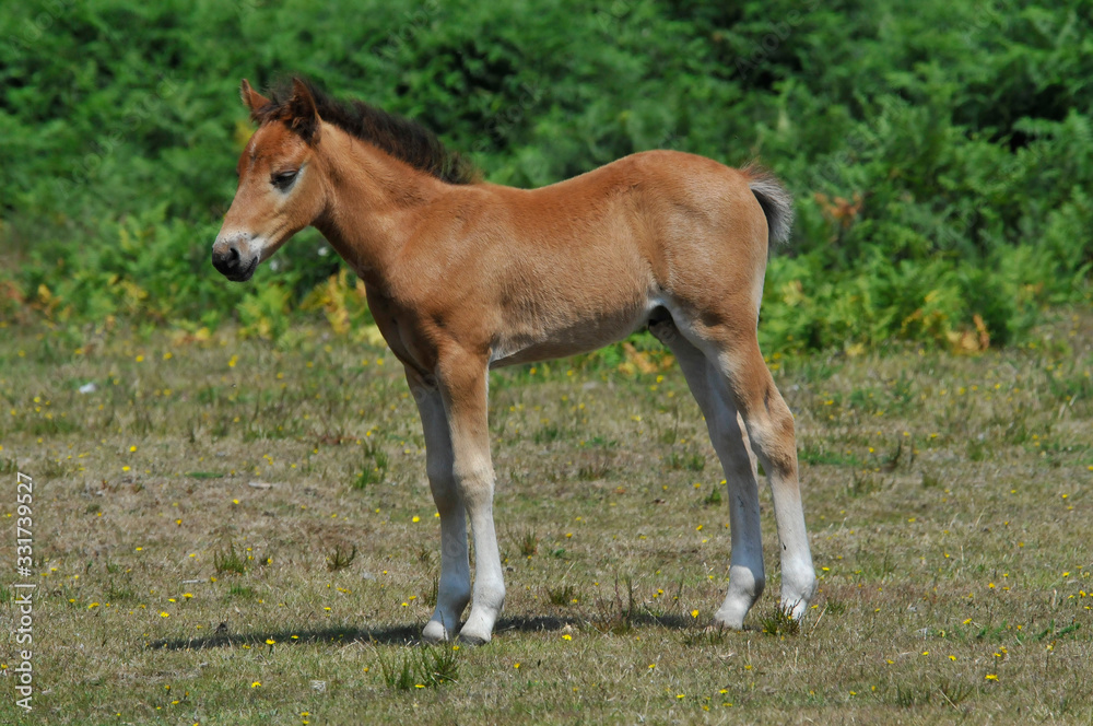 A newly born New Forest pony stands on grass with ferns in background in Hampshire ,UK.Image