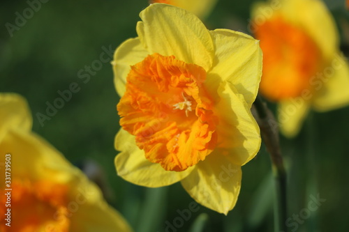 gelbe und orange Blumen im Garten © Zehra