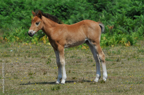 A newly born New Forest pony stands on grass with ferns in background in Hampshire ,UK.Image