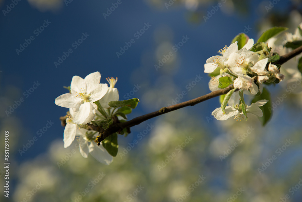Blooming apple trees 3