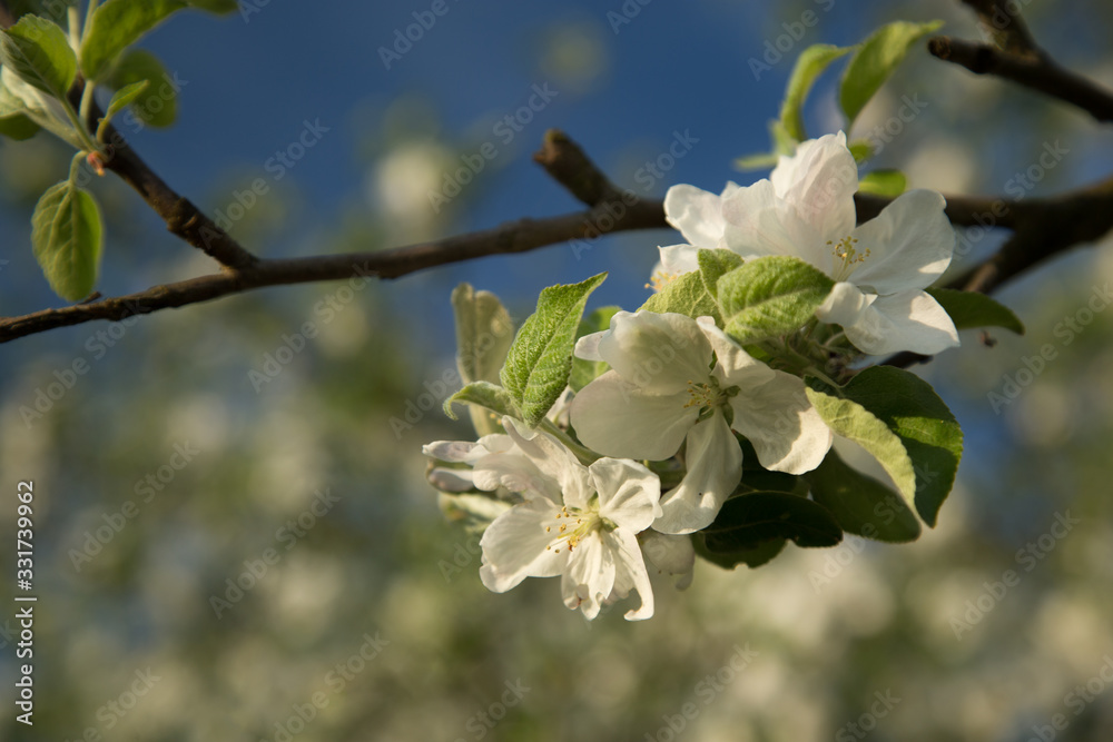 Blooming apple trees 1