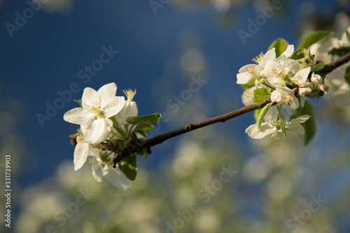 Obraz na płótnie Blooming apple trees 3 w salonie