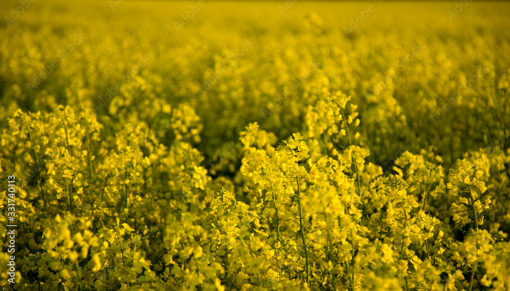 Blooming rapeseed field 2