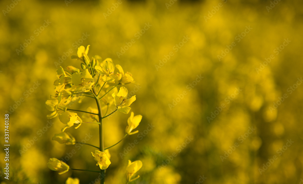 Blooming rapeseed field 1