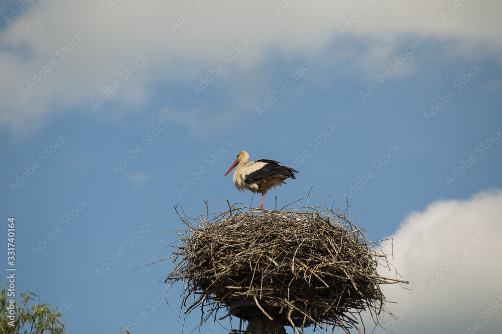White Stork on the nest