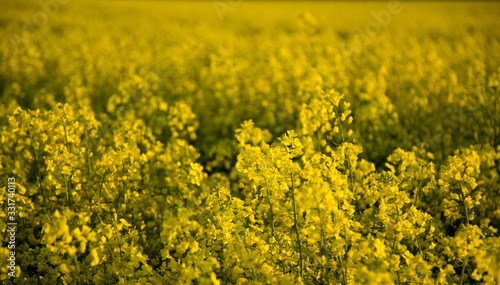 Obraz na płótnie Blooming rapeseed field 2 w salonie