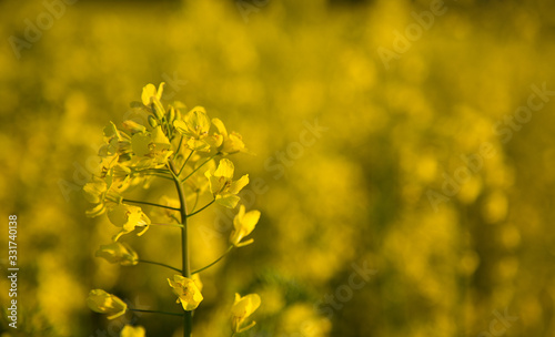 Obraz na płótnie Blooming rapeseed field 1 w salonie