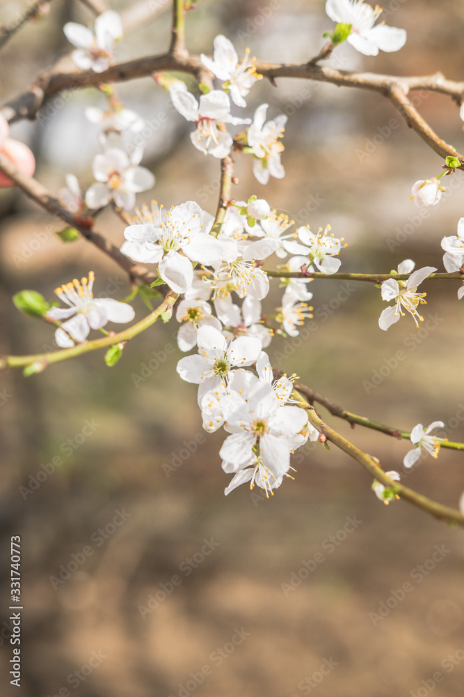 Blooming white flowers spring tree branch. Selective focus. Sunlight.