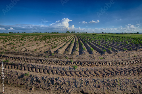Obraz na płótnie Plowed field with blue sky 1 w salonie