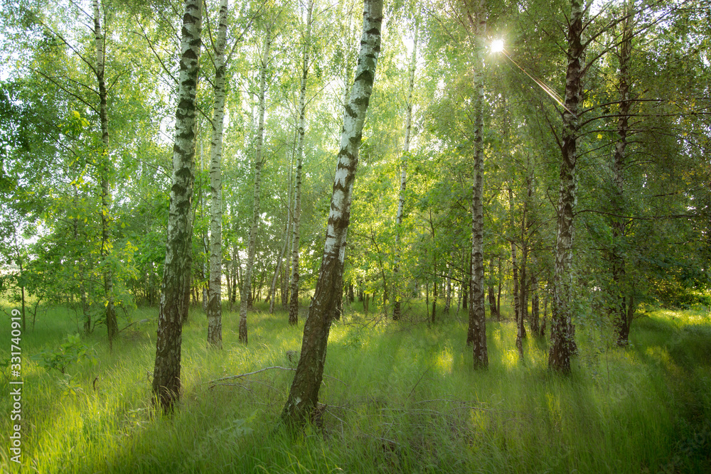 Birches in the sunshine 1
