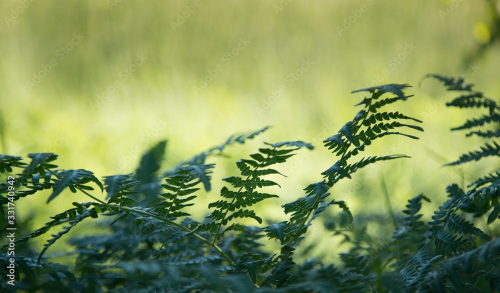 Green leaves for background 2