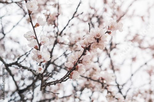 Fototapeta Naklejka Na Ścianę i Meble -  Blooming white flowers spring tree branch. Selective focus. Sunlight.