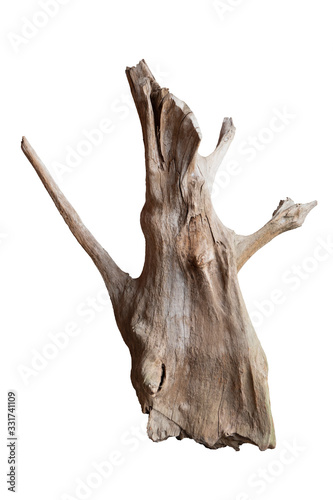 Isolate of beautiful timber use for decorating in the aquarium on white background with clipping path.