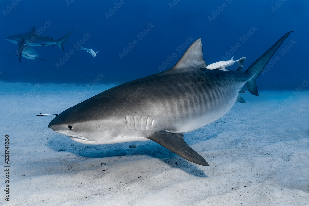 Fototapeta premium Tigerhai (Galeocerdo cuvier)