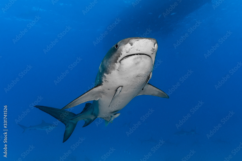  Tiger shark (Galeocerdo cuvier) under the boat