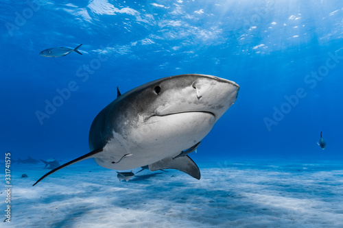  Tiger shark (Galeocerdo cuvier)