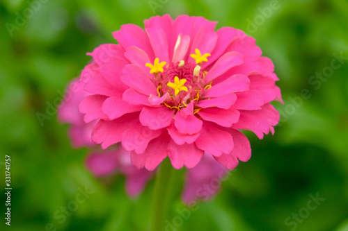 pink flower in the garden