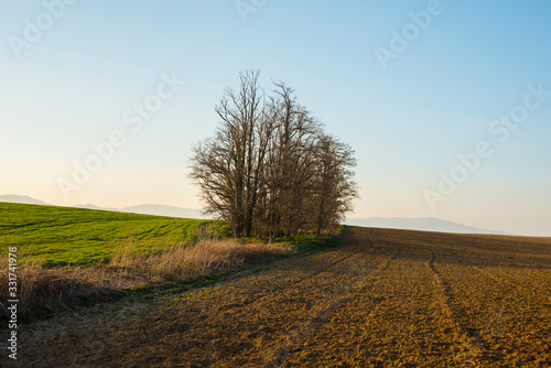 Leafless trees in the field in the spring