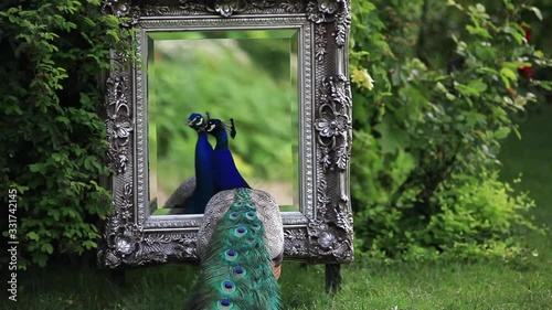 a beautiful peacock looks in a mirror