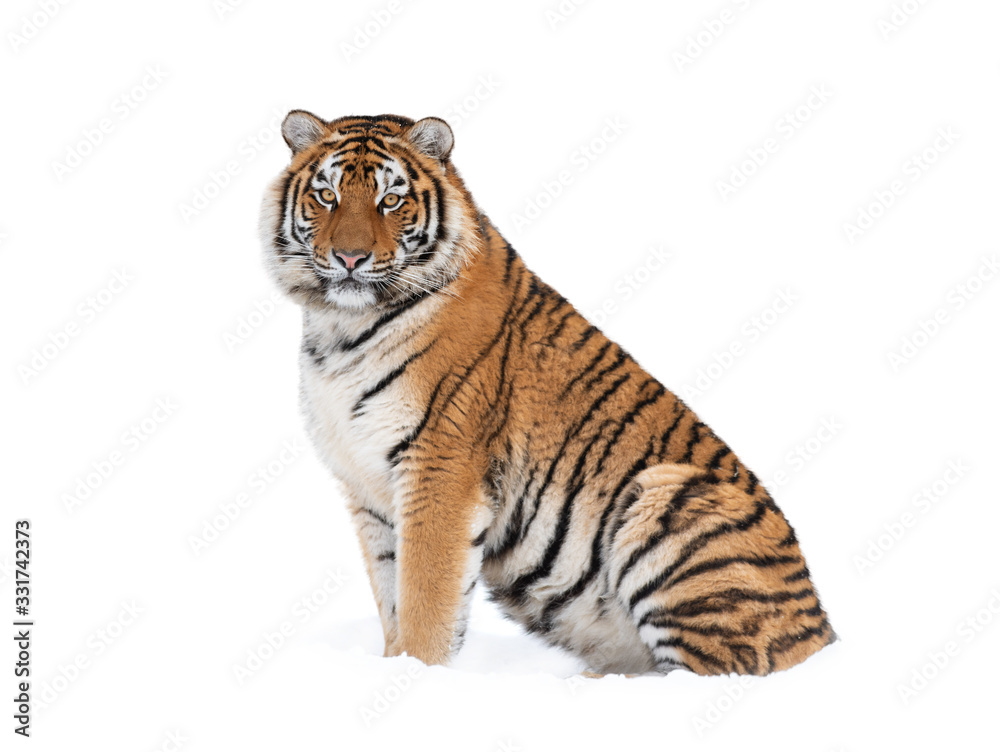 Naklejka premium Tygrys leżący w śniegu zimą.