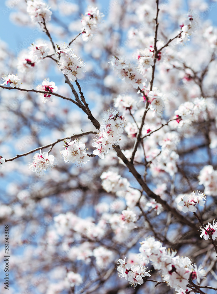 tree, spring, blossom, flower, cherry, pink, branch, nature, sky, bloom, flowers, sakura, blue, blooming, plant, petal, beauty, white, season, blossoms, beautiful, flora, floral, garden, cherry blosso tree, spring, blossom, flower, cherry, pink, branch, nature, sky, bloom, flowers, sakura, blue, blooming, plant, petal, beauty, white, season, blossoms, beautiful, flora, floral, garden, cherry blosso