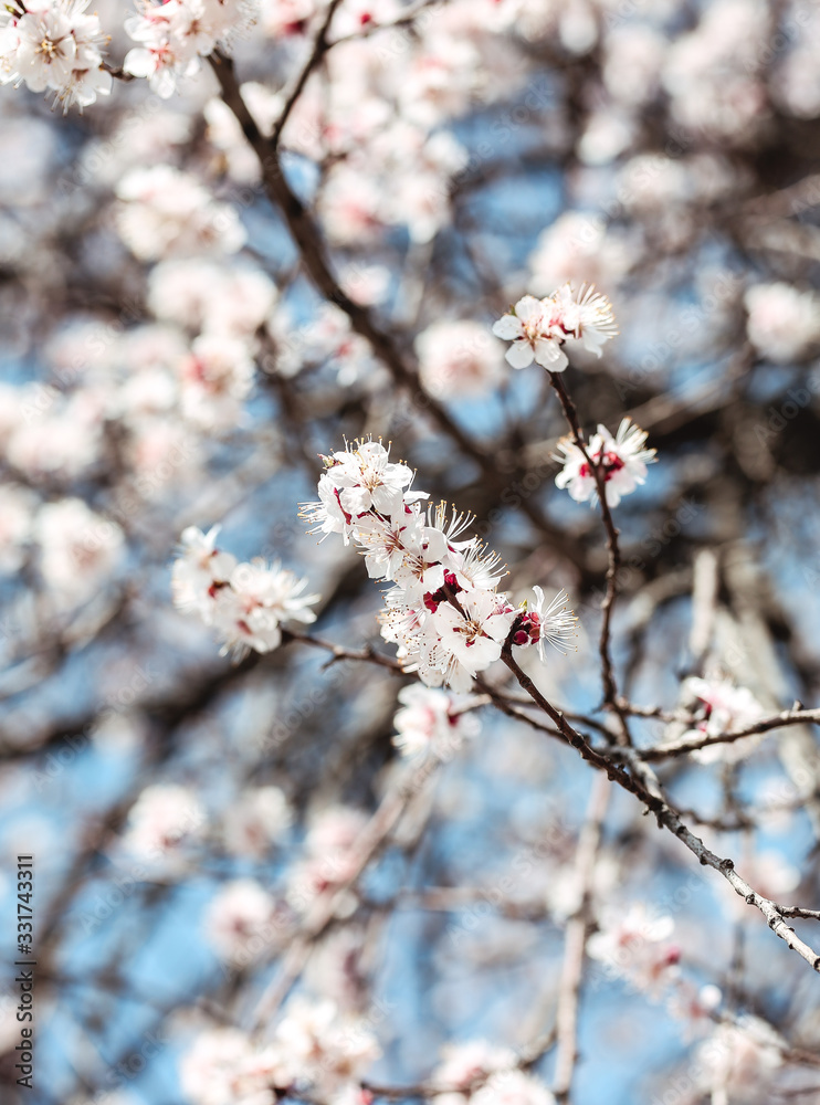 tree, spring, blossom, flower, cherry, pink, branch, nature, sky, bloom, flowers, sakura, blue, blooming, plant, petal, beauty, white, season, blossoms, beautiful, flora, floral, garden, cherry blosso tree, spring, blossom, flower, cherry, pink, branch, nature, sky, bloom, flowers, sakura, blue, blooming, plant, petal, beauty, white, season, blossoms, beautiful, flora, floral, garden, cherry blosso