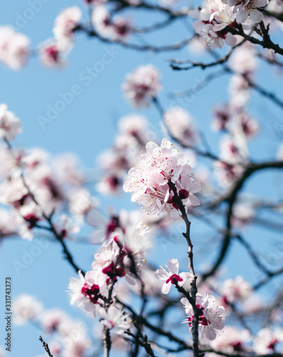 tree, spring, blossom, flower, cherry, pink, branch, nature, sky, bloom, flowers, sakura, blue, blooming, plant, petal, beauty, white, season, blossoms, beautiful, flora, floral, garden, cherry blosso