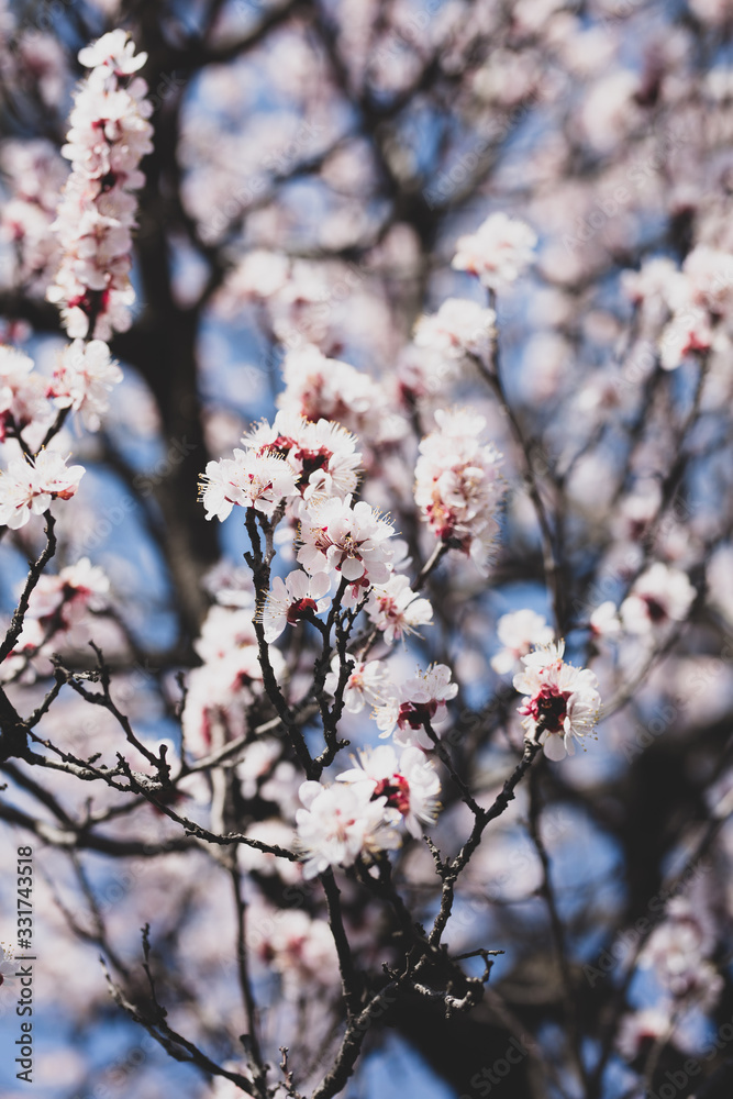 tree, spring, blossom, flower, cherry, pink, branch, nature, sky, bloom, flowers, sakura, blue, blooming, plant, petal, beauty, white, season, blossoms, beautiful, flora, floral, garden, cherry blosso tree, spring, blossom, flower, cherry, pink, branch, nature, sky, bloom, flowers, sakura, blue, blooming, plant, petal, beauty, white, season, blossoms, beautiful, flora, floral, garden, cherry blosso