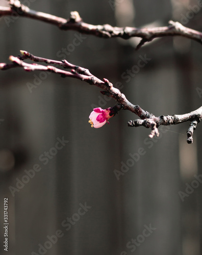 tree, spring, blossom, flower, cherry, pink, branch, nature, sky, bloom, flowers, sakura, blue, blooming, plant, petal, beauty, white, season, blossoms, beautiful, flora, floral, garden, cherry blosso