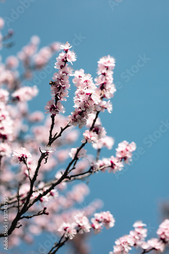 tree, spring, blossom, flower, cherry, pink, branch, nature, sky, bloom, flowers, sakura, blue, blooming, plant, petal, beauty, white, season, blossoms, beautiful, flora, floral, garden, cherry blosso