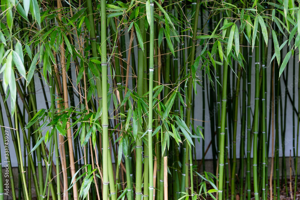 Obraz premium Small bamboo forest in chinese park