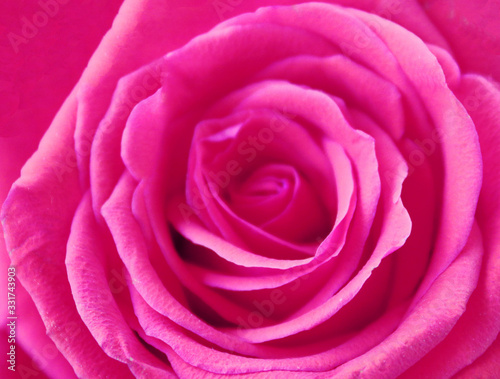 Close up of beautiful pink rose