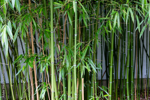 Small bamboo forest in chinese park